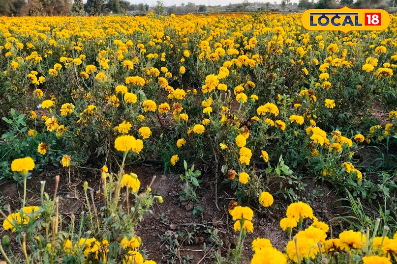 Marigold farming, Alternaria disease in marigold, Fungal disease in flowers, Flower farming tips, local18, khargone letest news, Madhya Pradesh hindi news 
