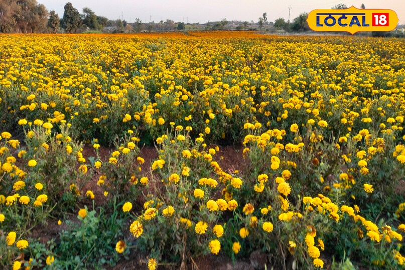 Marigold farming, Alternaria disease in marigold, Fungal disease in flowers, Flower farming tips, local18, khargone letest news, Madhya Pradesh hindi news 