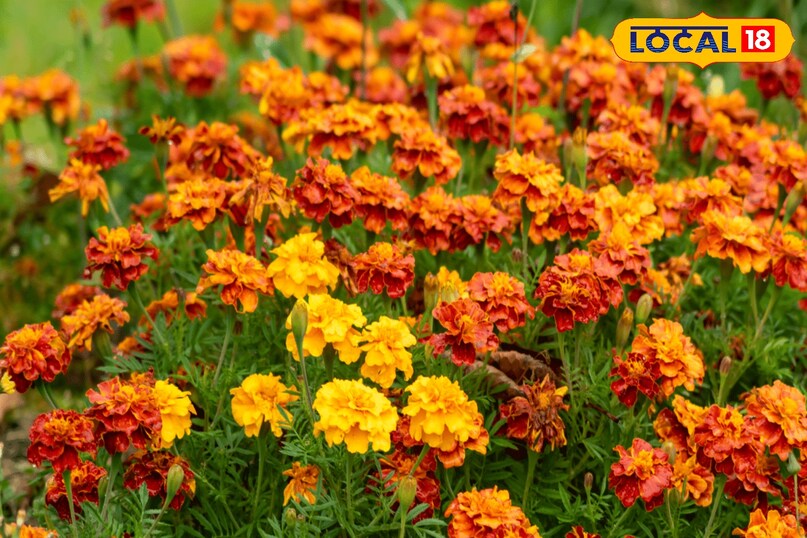 Marigold farming, Alternaria disease in marigold, Fungal disease in flowers, Flower farming tips, local18, khargone letest news, Madhya Pradesh hindi news 