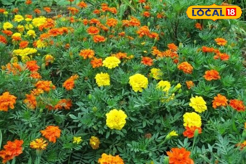 Marigold farming, Alternaria disease in marigold, Fungal disease in flowers, Flower farming tips, local18, khargone letest news, Madhya Pradesh hindi news 