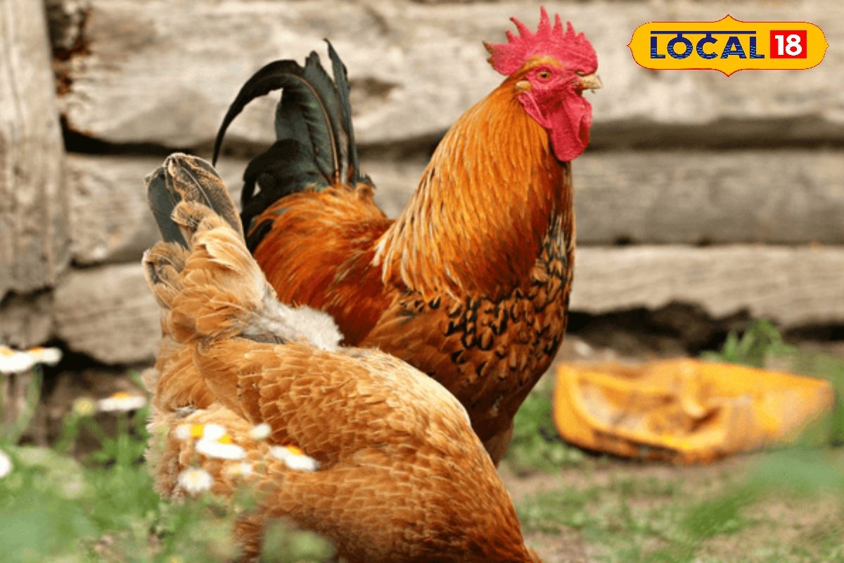 करें बैकयार्ड पोल्ट्री फार्मिंग! पालें कड़कनाथ, वनराजा और सोनाली, बंपर फायदा