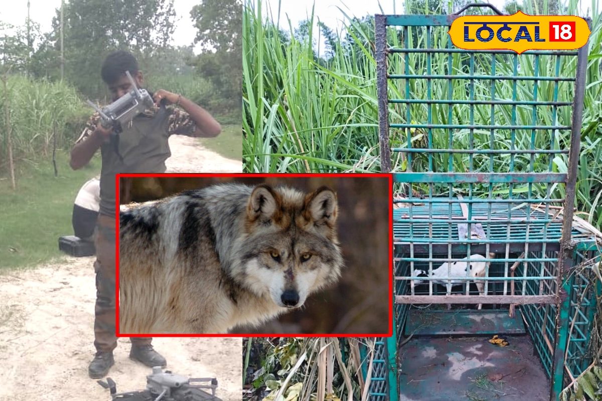 32 टीमें 4 थर्मल ड्रोन और रातभर पहरा फिर भी नहीं थम रहा भेड़ियों का खौफ