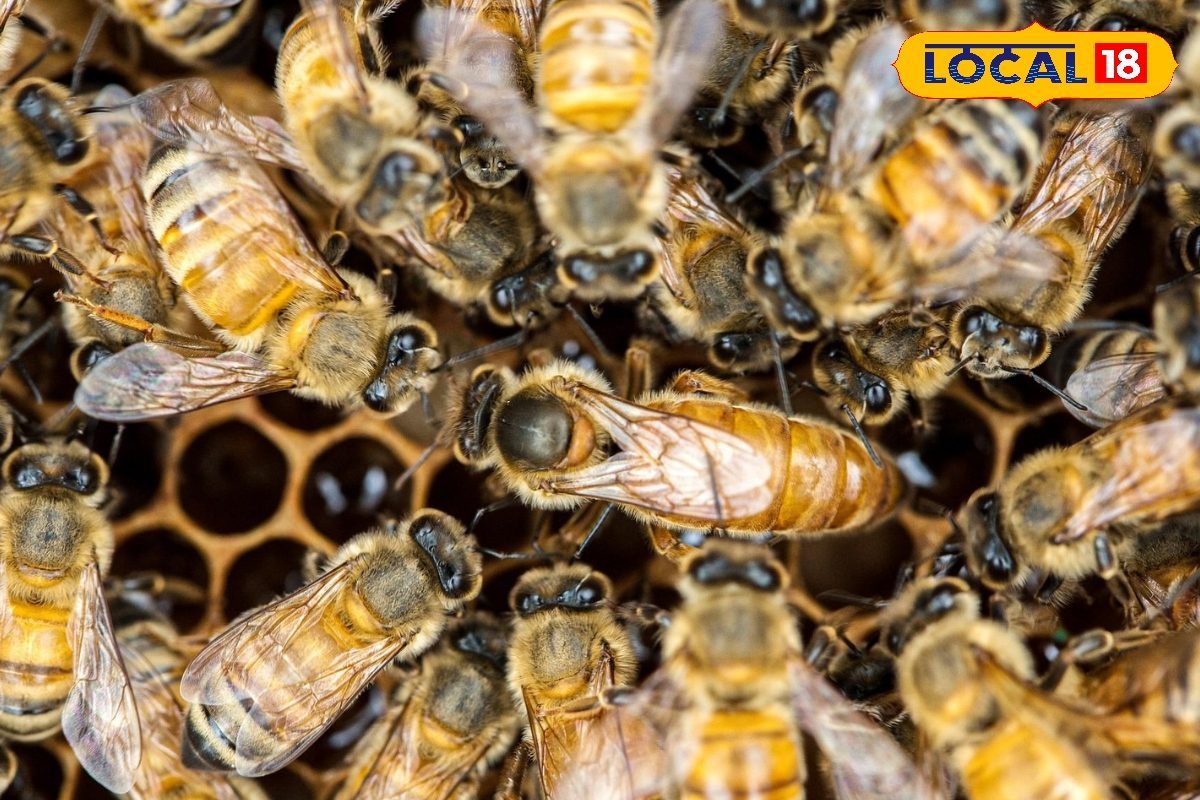 इस 1 मक्खी के इशारे पर चलती हैं छत्ते की सभी मधुमक्खियां, मरी तो पूरा छत्ता...