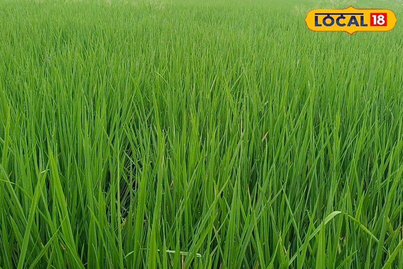 dhan farming