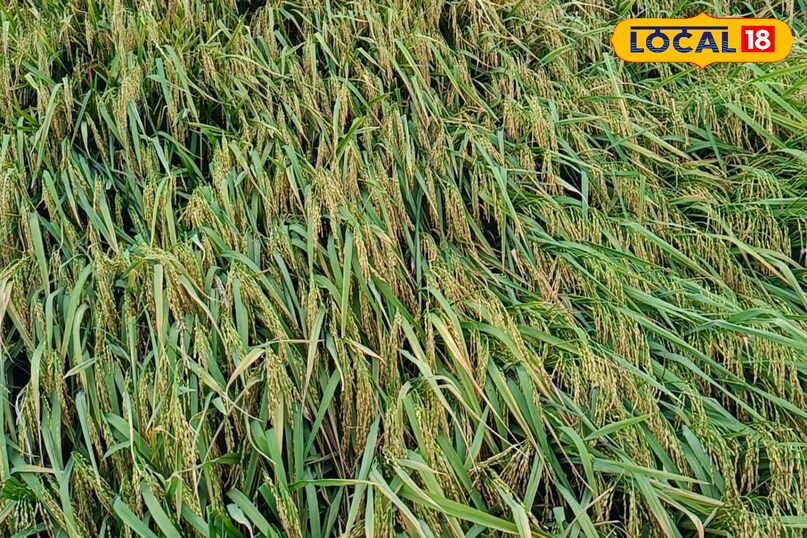 dhan farming trics