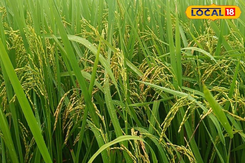dhan farming trics