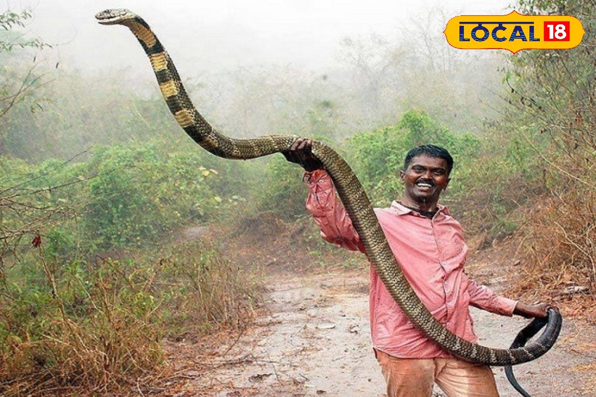 यह है धरती का सबसे विषैला सांप, एक दंश में ले सकता हाथी की भी जान, 18 फीट लंबा