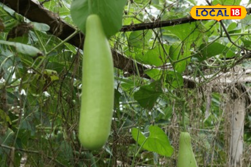 लौकी का बीज बोने के लिए गमले की मिट्टी को हल्का हटाकर उसमें 2-3 बीज डालें.ऊपर से मिट्टी ढक दें और हल्का पानी डालें,ध्यान रखें कि पौधे को रोजाना 5-6 घंटे सीधी धूप मिलनी जरूरी है.धूप की कमी से पौधे की ग्रोथ रुक सकती है.