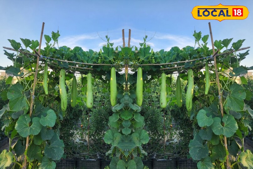 उनका कहना है कि इसमें सिंचाई और खाद का ध्यान रखना होगा, बरसात के मौसम में पानी कम दें, जबकि सामान्य दिनों में हर 2-3 दिन पर हल्की सिंचाई करें. और पौधे को 15-20 दिन में एक बार वर्मी कम्पोस्ट या गोबर खाद दें. इससे बेल में फूल और फल ज्यादा आएंगे और लौकी तेजी से बढ़ेगी.