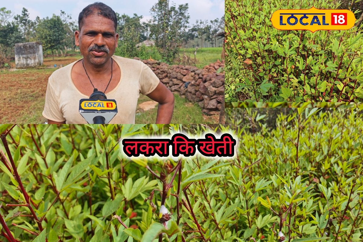 छत्तीसगढ़ ही नहीं... बिहार तक मशहूर लाल लकरा चटनी, इसकी खेती कैसे करें?