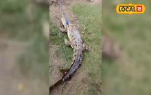 मगरमच्छ को रस्सी से बांधकर घुमाया, लोग बोले- सिर्फ बिहार में ही संभव, Video