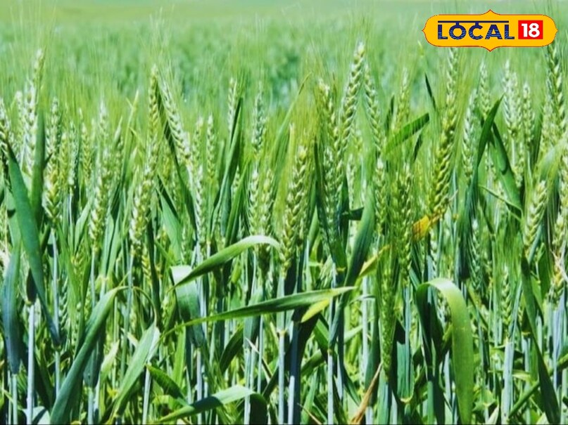 Wheat Farming, Wheat Farming Tips, Wheat Zinc Sulphur Fertilizer, Wheat Sowing Tips, Farming, Khargone News, गेहूं खेती, गेहूं खेती टिप्स, गेहूं जिंक सल्फर खाद, गेहूं बुवाई टिप्स, खेती बाड़ी, खरगोन न्यूज
