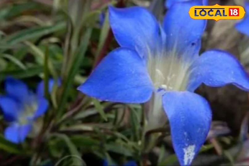 Gentiana kurroo
