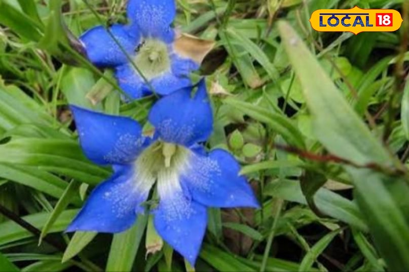 Gentiana kurroo