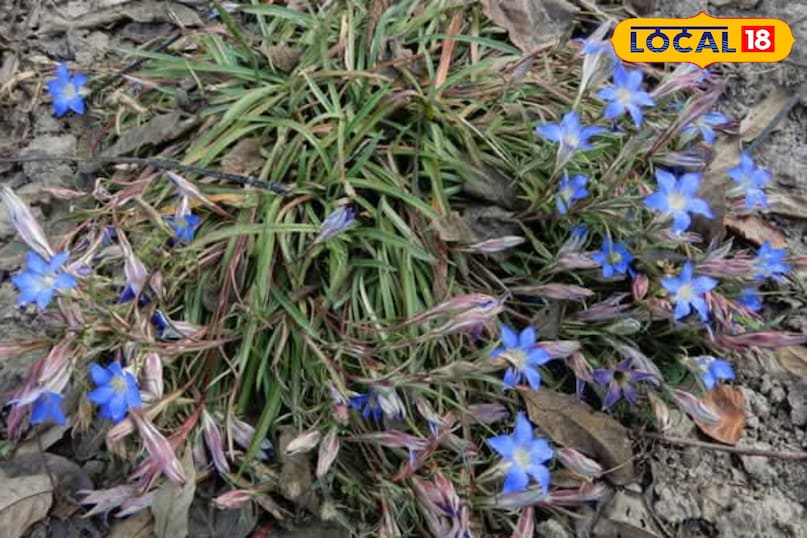 Gentiana kurroo
