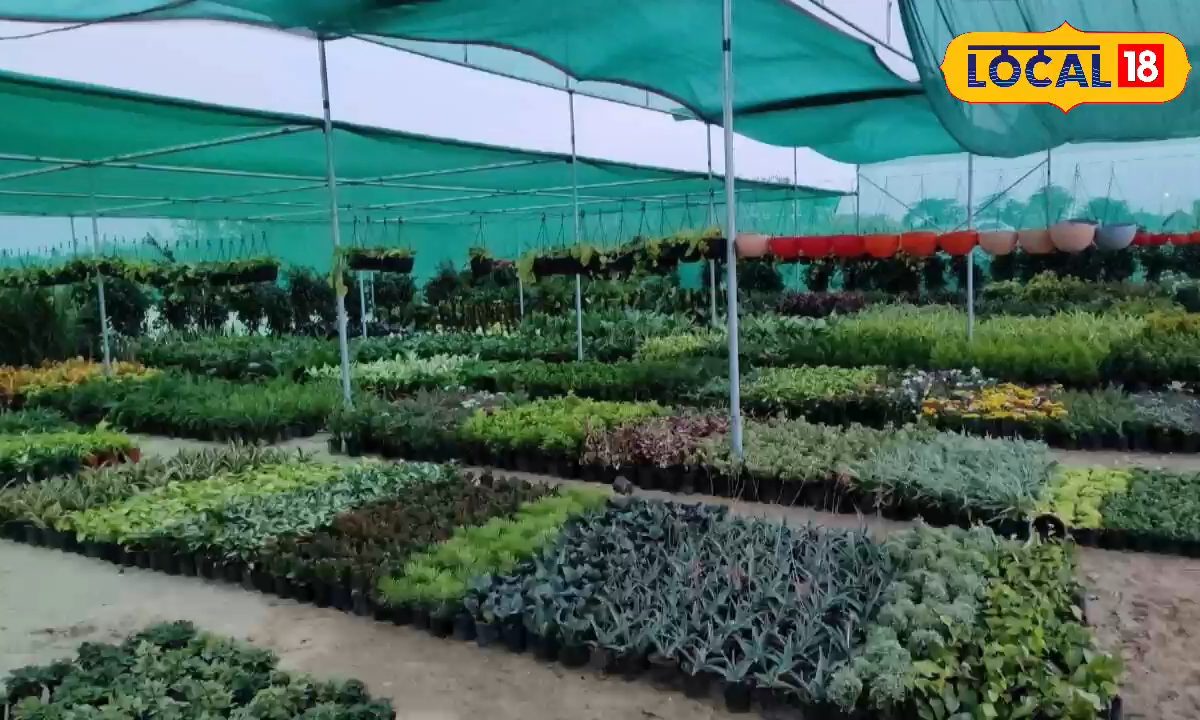 रबी की फसल, फल, फूल, सब्जी की नर्सरी ऐसे करें तैयार, हो जाएंगे मालामाल