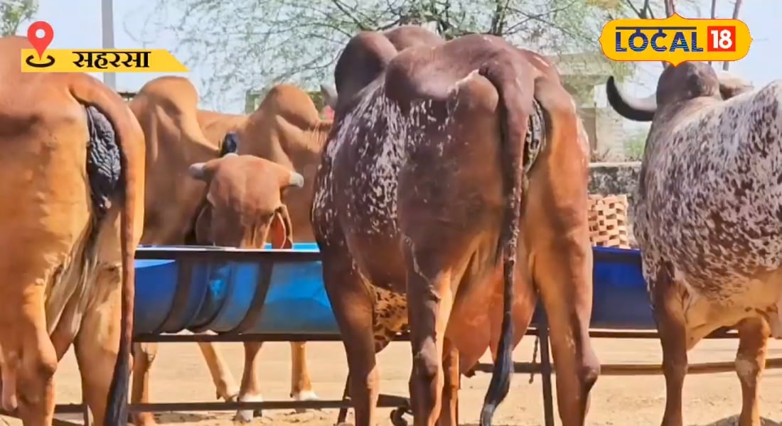 गाय को खिलाएं मुफ्त की यह चीज, 30% तक बढ़ेगा दूध, बीमारियां रहेंगी दूर