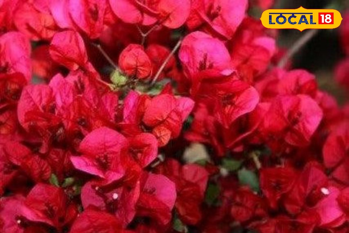 घर की खूबसूरती में लगाना है चार चांद, तो लगाएं बोगनवेलिया..यहां जानें तरीका