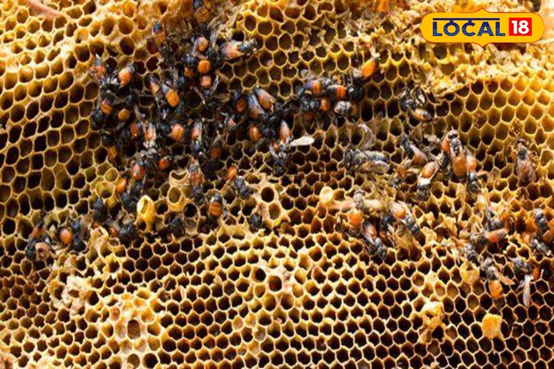 उन्होंने बताया कि गांव क्षेत्र में आज भी लोग मधुमक्खी काटने पर लोहे का कोई ठंडा टुकड़ा जैसे चाबी या सिक्का डंक की जगह पर हल्के से रख लेते है. लोहा जहर के असर को कम करने में मदद करता है और जलन शांत करता है.जिससे व्यक्ति को राहत मिलती है.