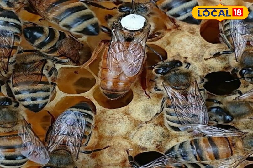 अगर मधुमक्खी काटने के बाद बताए गए ये चारों उपाय करने में आप असमर्थ है तो आप डंक वाली जगह पर बर्फ की सिकाई करें,इससे सूजन घटती है और दर्द में आराम मिलता है. बर्फ को कपड़े में लपेटकर ही लगाएं ताकि त्वचा को नुकसान न पहुंचे. अगर इससे भी सूजन नहीं ठीक होती है तो डॉक्टर की सलाह जरूर लें.