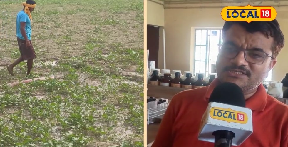 50 रुपये के खर्च में बदल जाएगी खेत की तस्वीर, बचेगी खाद, बंपर होगी पैदावार