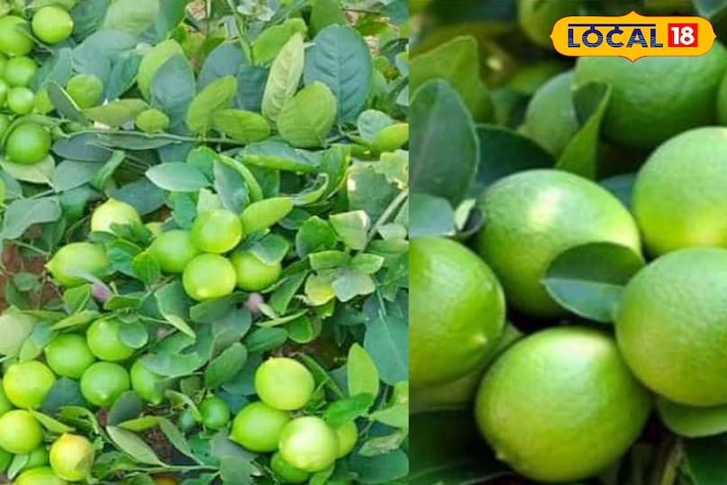 मेरठ, आयुर्वेद, नींबू, पत्ते, पेड़, विटामिन सी, बाल, त्वचा, उपयोग, लोकल -18,Meerut, Ayurveda, Lemon, Leaves, Tree, Vitamin C, Hair, Skin, Uses, Bharat.one मेरठ, आयुर्वेद, नींबू, पत्ते, पेड़, विटामिन सी, बाल, त्वचा, उपयोग, लोकल -18,Meerut, Ayurveda, Lemon, Leaves, Tree, Vitamin C, Hair, Skin, Uses, Bharat.one