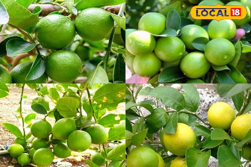 मेरठ, आयुर्वेद, नींबू, पत्ते, पेड़, विटामिन सी, बाल, त्वचा, उपयोग, लोकल -18,Meerut, Ayurveda, Lemon, Leaves, Tree, Vitamin C, Hair, Skin, Uses, Bharat.one मेरठ, आयुर्वेद, नींबू, पत्ते, पेड़, विटामिन सी, बाल, त्वचा, उपयोग, लोकल -18,Meerut, Ayurveda, Lemon, Leaves, Tree, Vitamin C, Hair, Skin, Uses, Bharat.one