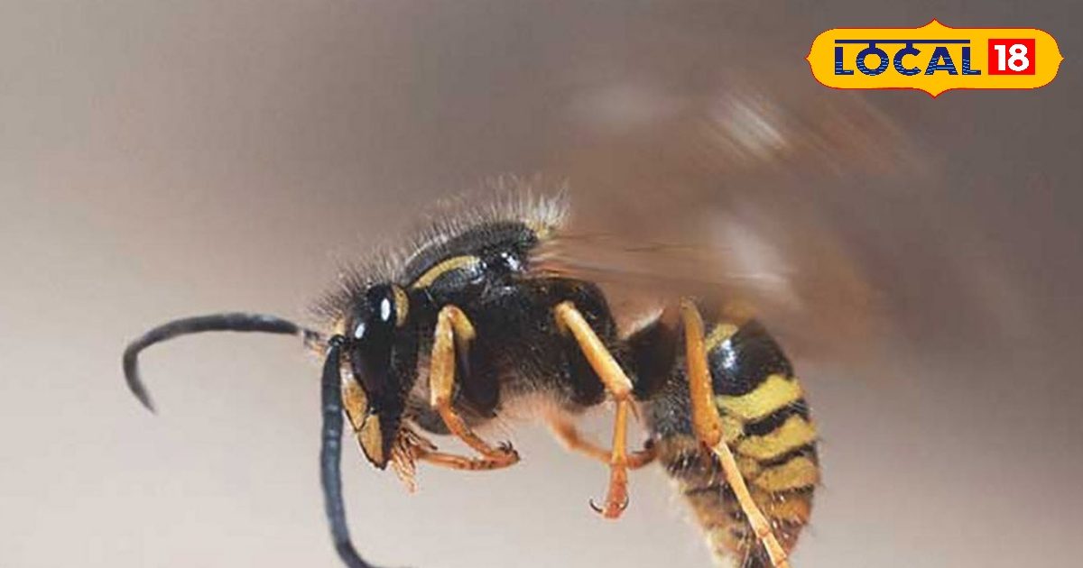 मधुमक्खी का काटना शुभ है या अशुभ का संकेत? जानिए क्या कहता है ज्योतिष