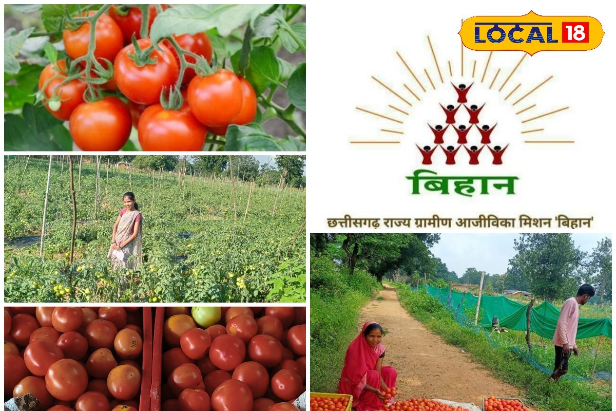 टमाटर खेती से बदल रही मंगली दीदी की तकदीर, 200 कैरेट से 80 हजार का इनकम