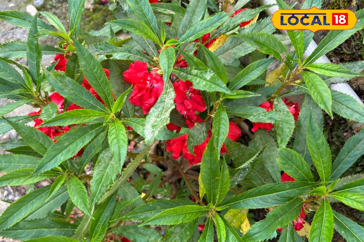 बाजार वाले केमिकल नहीं..नेचुरल मेंहदी से दें सिर को ठंडक और बालों को करें काला