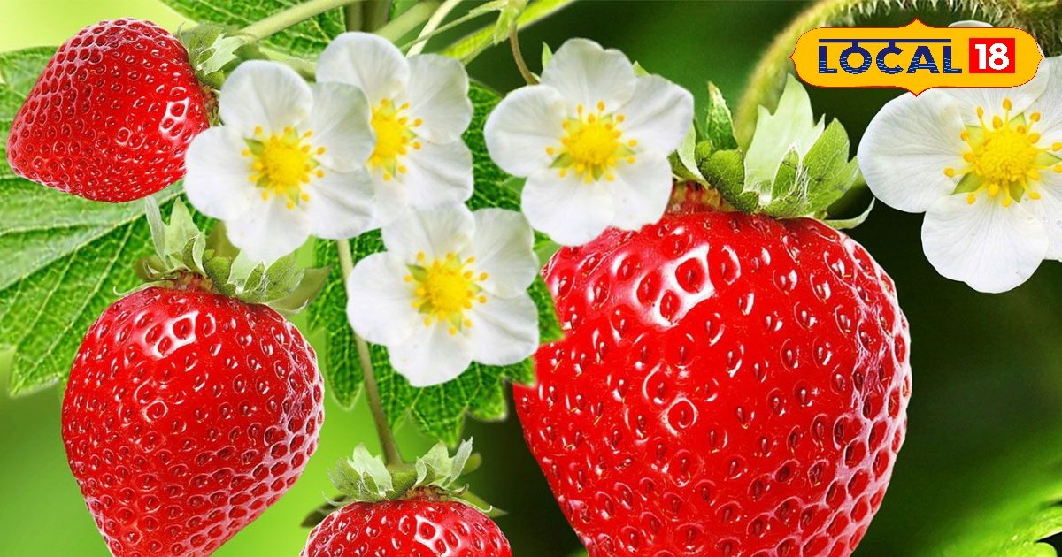 ये लाल फल है सेहत का खजाना! दिल, दिमाग से लेकर स्किन तक देगा जबरदस्त फायदे, पुरुषों के लिए भी वरदान