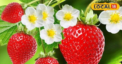 स्ट्रॉबेरी के फायदे