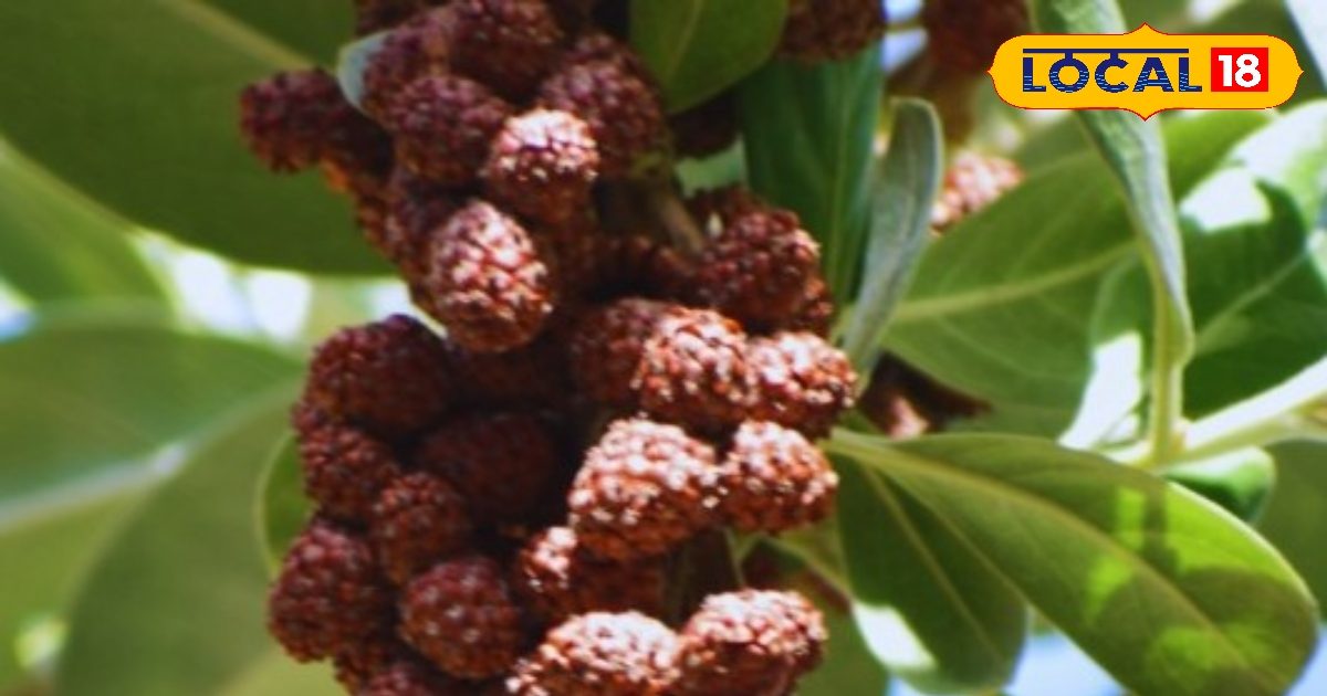 बरकत, कर्ज मुक्ति और अचानक धन लाभ… पर्स में रुद्राक्ष से संभव है सब कुछ