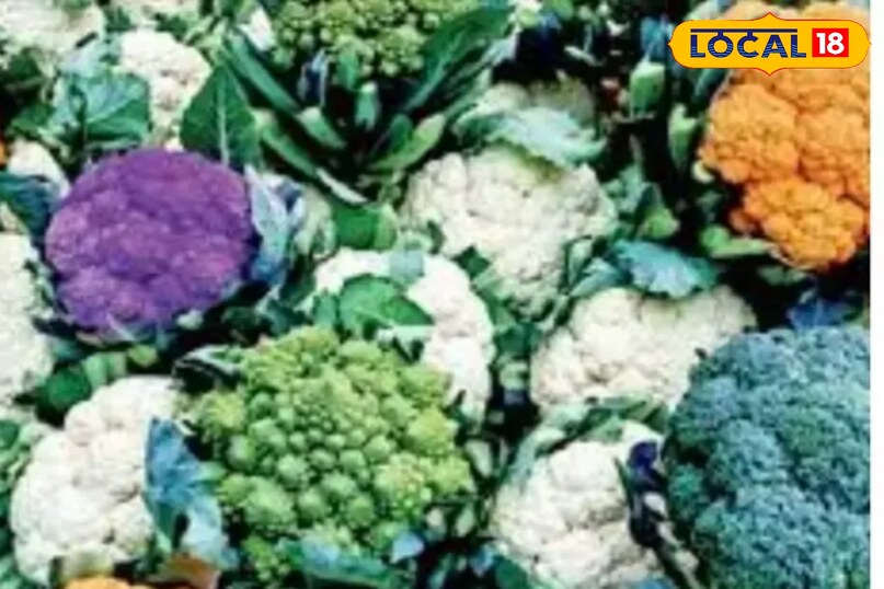 रंगीन गोभी की फसल को तैयार होने में करीब तीन से चार महीने का समय लगता है. सफेद गोभी के मुकाबले ये रंगीन गोभी की कीमत दोगुना होती है. लागत इसमें सफेद गोभी की खेती जितनी ही लगती है. 