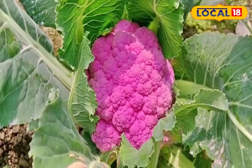 इसकी खेती की तैयारी अक्टूबर में की जाती है. इसके लिए एक नर्सरी तैयार करनी होती है. इसका रोपा 20 से 30 दिन में तैयार हो जाता है. रंगीन गोभी के पहले मिट्टी की जांच करना जरूरी है. वहीं, जलवायु का ध्यान रखना भी जरूरी है. तापमान 20 से 25 डिग्री सेल्सियस होना चाहिए. वहीं, मिट्टी की पीएच मान 5.5 से 6.5 होना चाहिए.