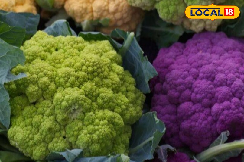 आपने अब तक सिर्फ सफेद गोभी देखा होगा. लेकिन रंगीन गोभी में हरी,नीली, पीली और नारंगी गोभी की खेती कर सकते हैं. दरअसल, कृषि वैज्ञानिकों ने रंगीन गोभी की नई किस्में तैयार की है. पीले रंग की गोभी को कैरेटिना, गुलाबी गोभी को एलिनटीला, हरे रंग की गोभी को ब्रोकली कहते हैं. 