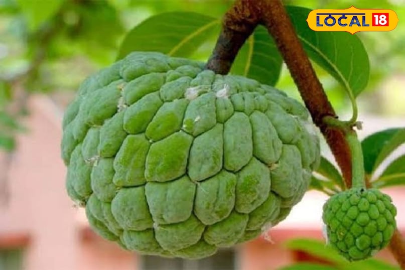 सीताफल