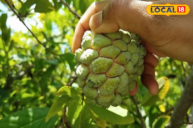 सीताफल