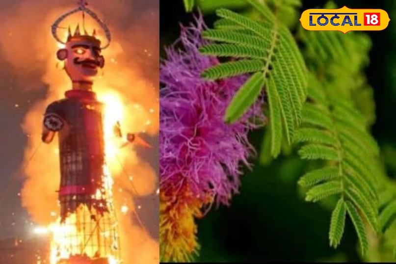 दशहरे पर इस पौधे को लगाने के फायदे सकारात्मक ऊर्जा और मानसिक शांति इस पौधे को घर में लगाने से वातावरण शुद्ध और सकारात्मक बनता है। यह नकारात्मक ऊर्जा को दूर करता है और मन को शांत रखता है। दशहरे के दिन इसे लगाना घर में शांति और खुशी बनाए रखने के लिए शुभमाना जाता है। दशहरे पर इस पौधे को लगाने के फायदे सकारात्मक ऊर्जा और मानसिक शांति इस पौधे को घर में लगाने से वातावरण शुद्ध और सकारात्मक बनता है। यह नकारात्मक ऊर्जा को दूर करता है और मन को शांत रखता है। दशहरे के दिन इसे लगाना घर में शांति और खुशी बनाए रखने के लिए शुभमाना जाता है।