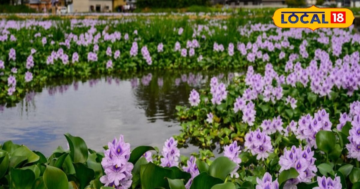 तालाब में तैरने वाला यह पौधा है सेहत के लिए संजीवनी, पोषक तत्वों का है भंडार, जानें फायदे
