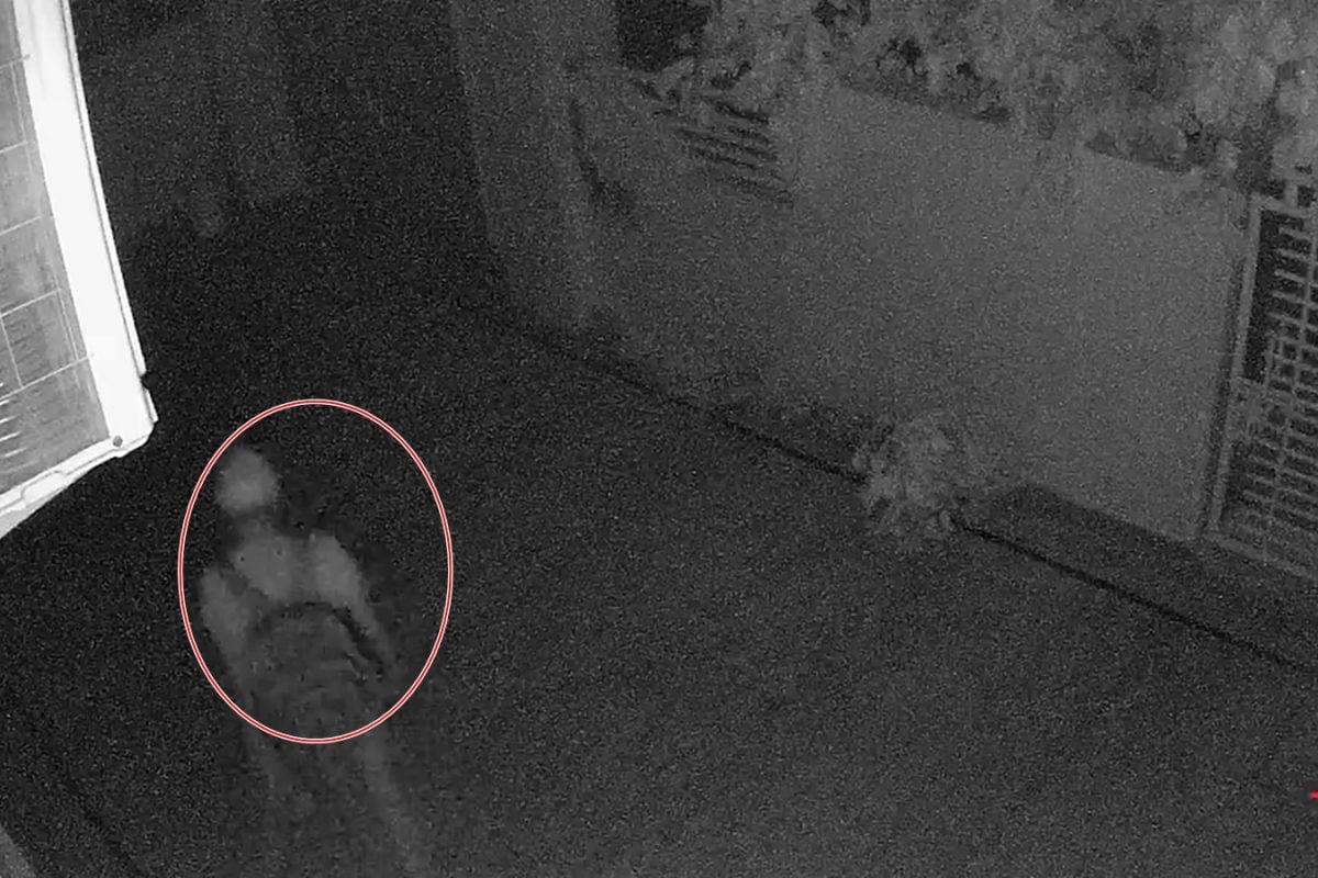 घर में घुसे 5 चोरखाई घेवर और गटकी शराब की बोतल बाद में पैसे-गहने ले उड़े