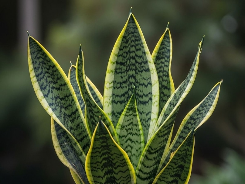 अगर पौधे पर लगातार बारिश की बूंदें गिरेंगी तो पत्तियों पर काले दाग पड़ सकते हैं और सड़न की समस्या हो सकती है. कोशिश करें कि Snake Plant को ऐसी जगह रखें जहां उसे रोशनी और हवा मिले लेकिन सीधे बारिश का पानी न गिरे. इससे पौधा लंबे समय तक स्वस्थ रहेगा.