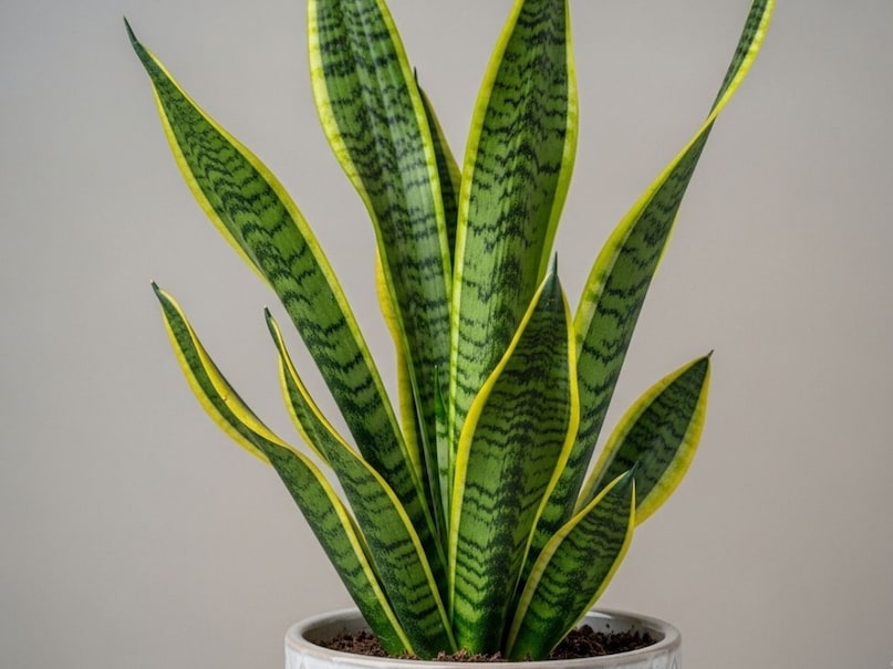 बारिश के मौसम में धूल और पानी की बूंदें मिलकर पत्तियों पर दाग छोड़ देती हैं. अगर पत्तियां गंदी रहेंगी तो पौधा सही से सांस नहीं ले पाएगा और उसकी ग्रोथ रुक सकती है. हफ्ते में कम से कम दो बार गीले कपड़े से पत्तियों को हल्के हाथ से साफ करें. इससे पौधा चमकदार और हेल्दी दिखेगा.