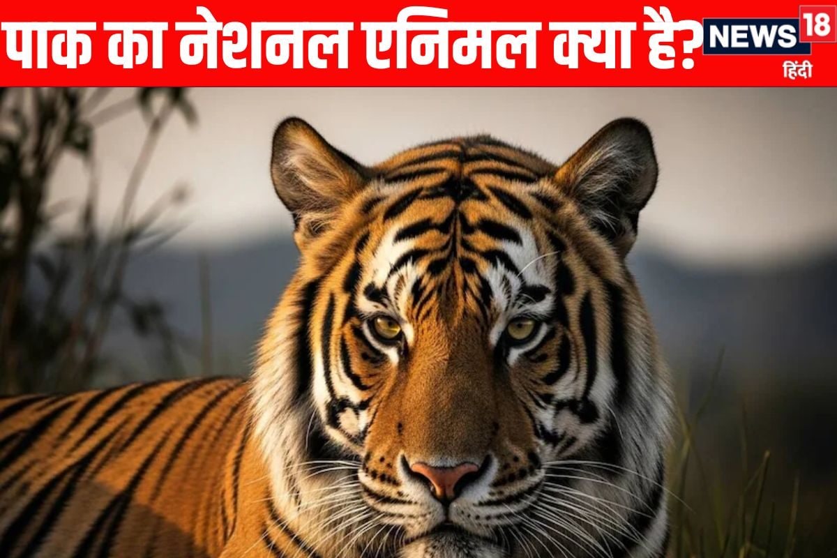 भारत का नेशनल एनिमल बाघ है तो पाक का क्या है नाम सुनते ही छूट जाएगी हंसी