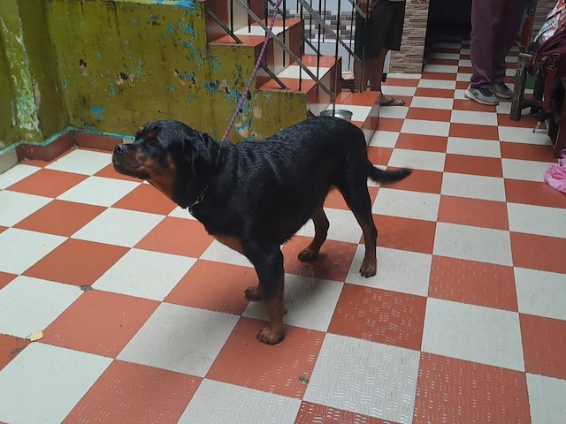 हिमाचल के स्याठी के बाद एक और मोहल्ले को 2 स्ट्रे डॉग्स ने आपदा से किया आगाह हिमाचल के स्याठी के बाद एक और मोहल्ले को 2 स्ट्रे डॉग्स ने आपदा से किया आगाह