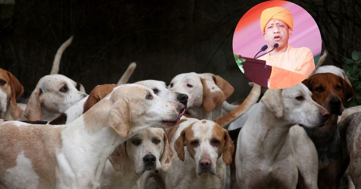 UP News: यूपी में आवारा कुत्तों को कैसे खिला सकेंगे खाना.. योगी सरकार ने ला दिया नया कानून, बेहतर मैनेजमेंट के लिए मिलेगा इनाम