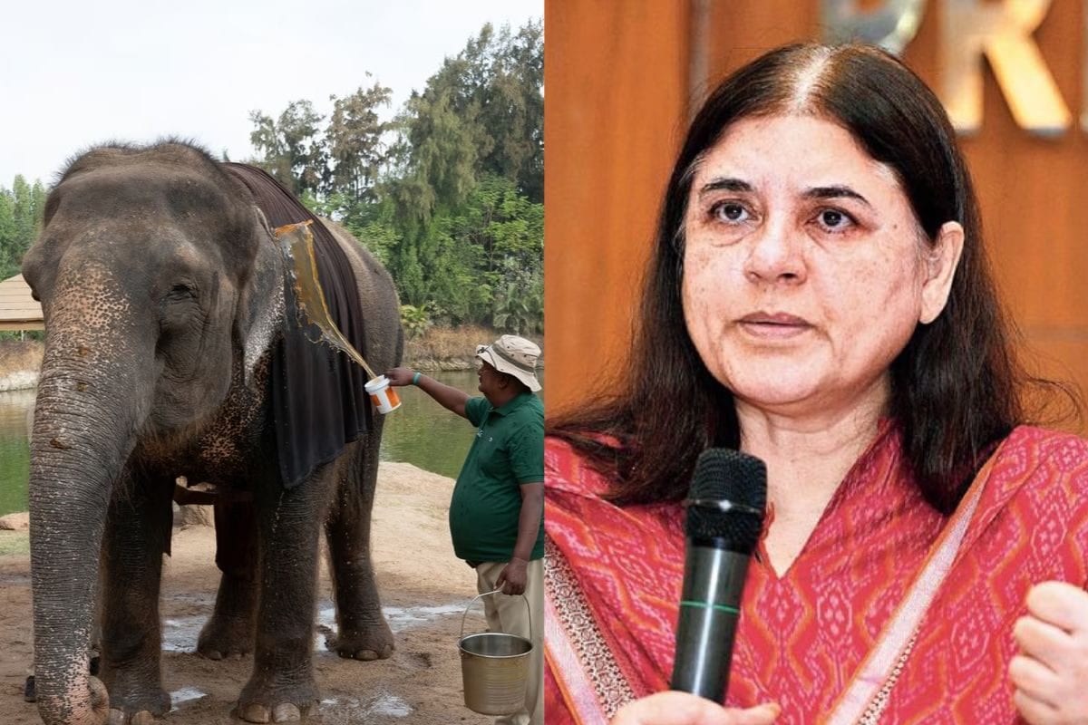 इससे अच्छा कुछ नहीं वनतारा पर सुप्रीम कोर्ट के फैसले से मेनका गांधी खुश