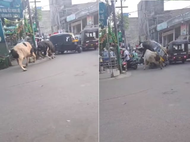 The bull started doing WWE on the road, the auto rickshaw has come in the middle .......