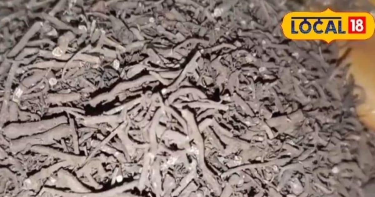 आयुर्वेद का खजाना! एक जड़ी-बूटी… और असर चमत्कारी, बवासीर-खांसी से लेकर ...