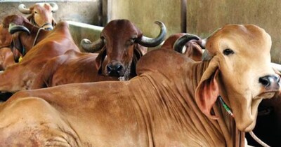 ठंड में ऐसे रखें गाय-भैंस का ध्यान: बढ़ेगी दूध की पैदावार, स्वस्थ रहेंगे पशु